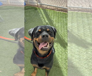 Zeke - Male Rottweiler Dog for Adoption - Photo #3