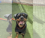 Small Photo #3 Rottweiler Puppy For Sale in Gilbert, AZ, USA