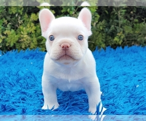 French Bulldog Puppy for sale in BOSTON, MA, USA