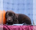 Small #1 Labrador Retriever