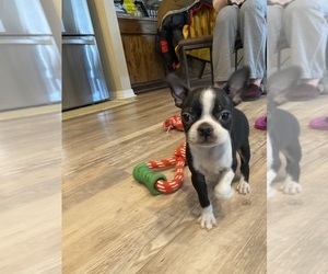 Boston Terrier Puppy for sale in FREDONIA, KS, USA