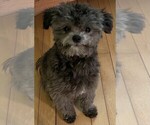 Small Photo #1 ShihPoo Puppy For Sale in HASTINGS, MN, USA