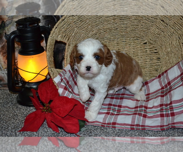 Medium Photo #4 Cavapoo (Miniature) Puppy For Sale in GREENWOOD, WI, USA