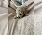 Puppy Puppy 5 Poodle (Miniature)
