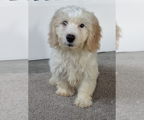 Medium Photo #2 Cavachon Puppy For Sale in FREDERICKSBURG, OH, USA