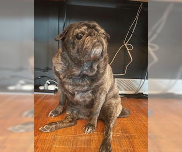 Medium Photo #9 Pug Puppy For Sale in Indianapolis, IN, USA