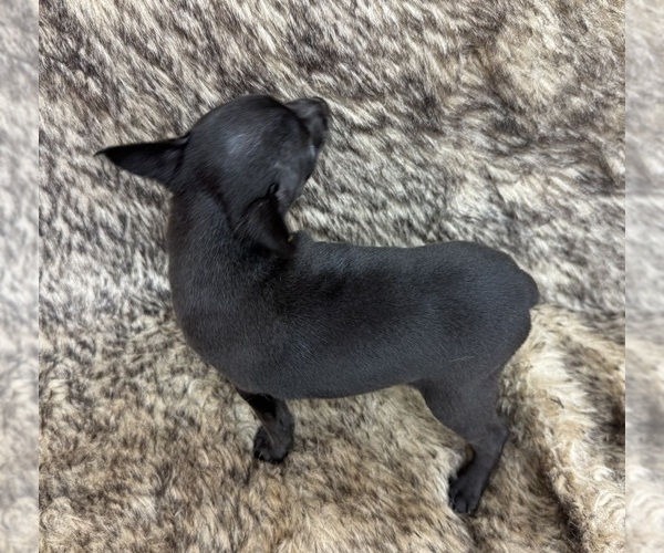 Medium Photo #6 Rat Terrier Puppy For Sale in WHITAKERS, NC, USA