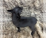 Small #5 Rat Terrier