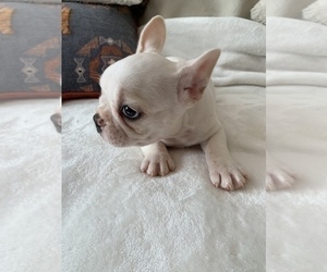 French Bulldog Puppy for sale in JOHNS ISLAND, SC, USA
