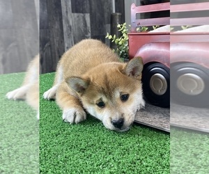 Shiba Inu Puppy for sale in CANOGA, NY, USA