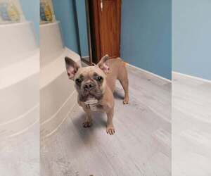 French Bulldog Puppy for sale in SUMPTER TWP, MI, USA