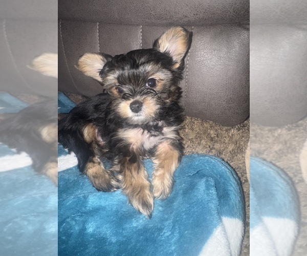 Medium Photo #5 Yorkshire Terrier Puppy For Sale in GATES, NY, USA
