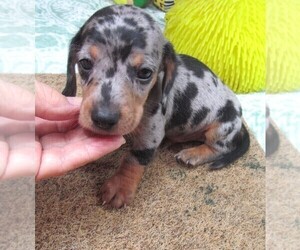 Dachshund Puppy for sale in RATTAN, OK, USA