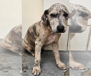 Black Mouth Cur-Labrador Retriever Mix Dogs for adoption in Corpus Christi, TX, USA