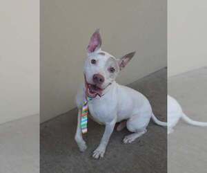 American Pit Bull Terrier-Unknown Mix Dogs for adoption in McKinney, TX, USA