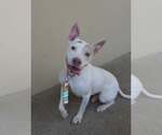Small American Pit Bull Terrier Mix