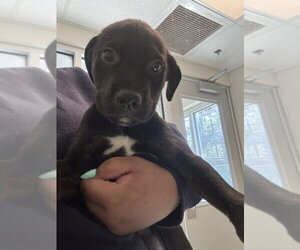 Labrador Retriever-Unknown Mix Dogs for adoption in Hilton Head, SC, USA
