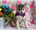 Small Photo #3 Pomsky Puppy For Sale in LANCASTER, PA, USA