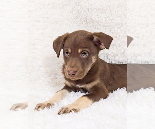 Medium Photo #7 Siberian Husky-Unknown Mix Puppy For Sale in McDonough, GA, USA