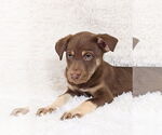 Small #6 Siberian Husky Mix