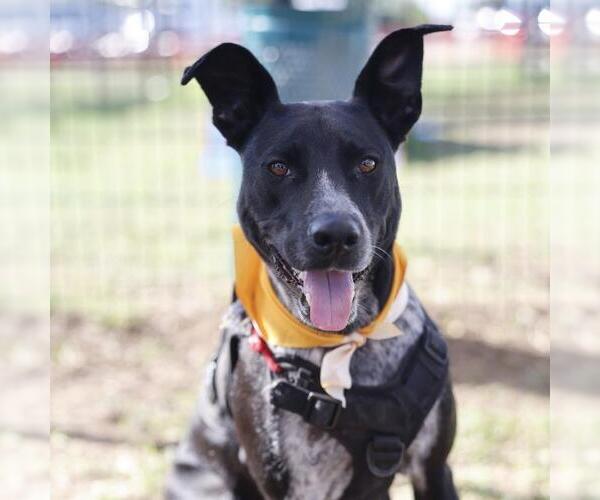 Medium Photo #1 Labrador Retriever-Unknown Mix Puppy For Sale in San Antonio, TX, USA