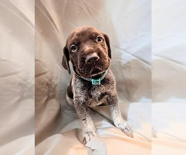 Medium Photo #1 German Shorthaired Pointer Puppy For Sale in CABOT, AR, USA