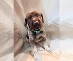 Puppy 2 German Shorthaired Pointer