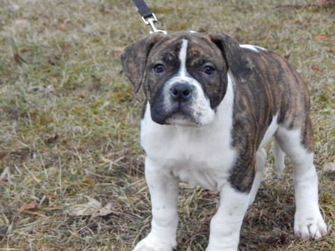 Medium Photo #1 Alapaha Blue Blood Bulldog Puppy For Sale in WELLINGTON, OH, USA