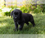 Small Photo #24 Cane Corso Puppy For Sale in WAKARUSA, IN, USA