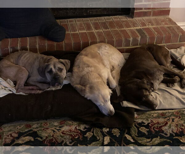 Medium Photo #6 Mutt Puppy For Sale in Virginia Beach, VA, USA