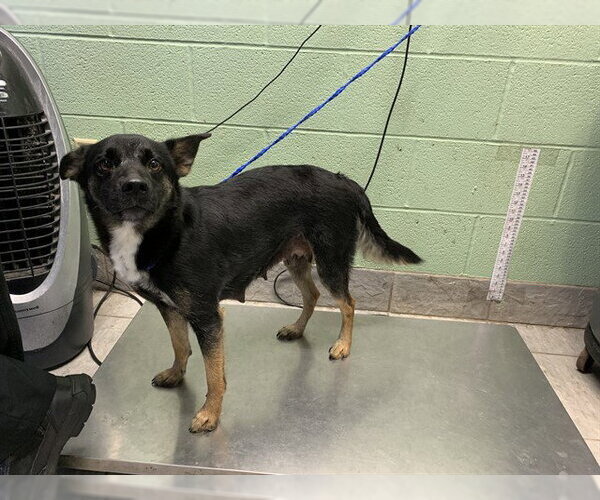 Medium Photo #1 Australian Shepherd-Unknown Mix Puppy For Sale in Grand Prairie, TX, USA