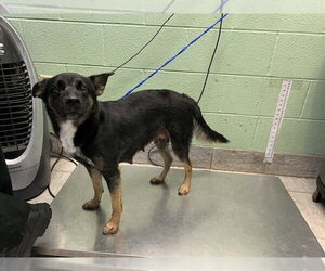 Australian Shepherd-Unknown Mix Dogs for adoption in Grand Prairie, TX, USA