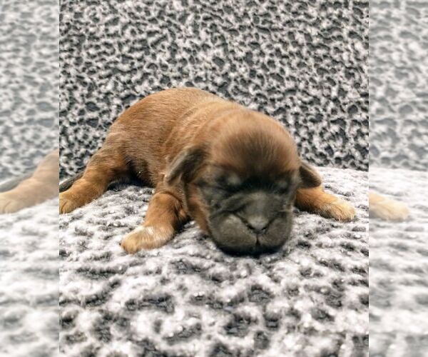Medium Photo #1 Zuchon Puppy For Sale in NEW YORK MILLS, MN, USA