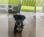 Small Labrador Retriever Mix