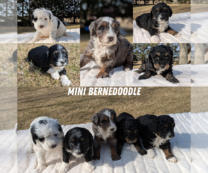 Miniature Bernedoodle Puppy for Sale in GOSHEN, Indiana USA