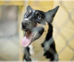 Siberian Husky Dogs for adoption in Tulsa, OK, USA