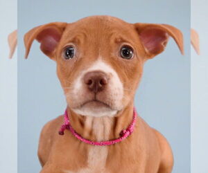 American Pit Bull Terrier-Unknown Mix Dogs for adoption in Sheridan, CO, USA