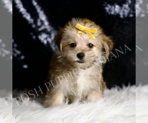 Medium Photo #3 Morkie Puppy For Sale in WARSAW, IN, USA