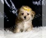 Small #2 Morkie