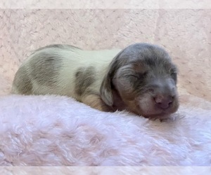 Dachshund Puppy for Sale in CONYERS, Georgia USA