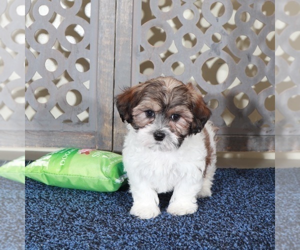 Medium Photo #5 ShihPoo Puppy For Sale in MOUNT VERNON, OH, USA