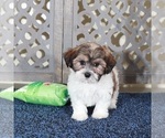 Small #4 ShihPoo