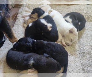Beagle-Border Collie Mix Puppy for sale in Las Palmas de Gran Canaria, Canary Islands, Spain