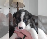 Puppy 6 Border Collie-Siberian Husky Mix