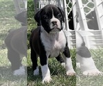 Small Photo #2 Boxer Puppy For Sale in CHATFIELD, MN, USA