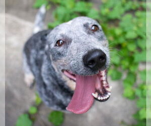 Blossom - Female Mutt Dog for Adoption - Photo #2