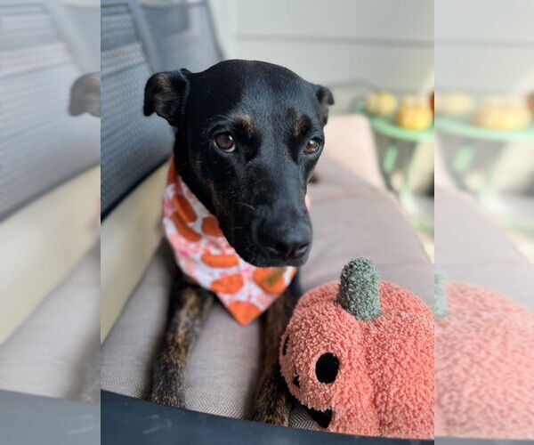 Medium Photo #12 Mutt Puppy For Sale in Houston, TX, USA