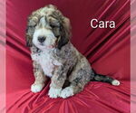 Puppy Cara Bernedoodle