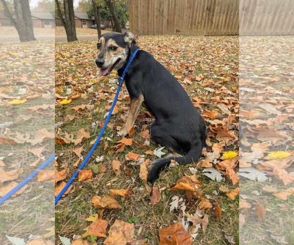 Medium Photo #7 Mutt Puppy For Sale in Munford, TN, USA