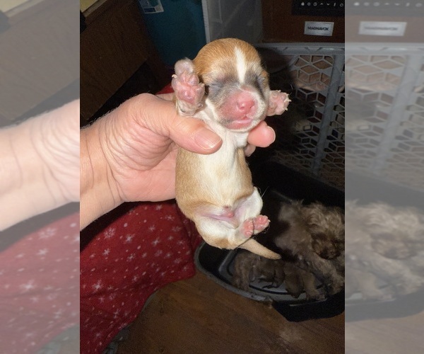 Medium Photo #1 Yorkshire Terrier Puppy For Sale in BENSON, NC, USA